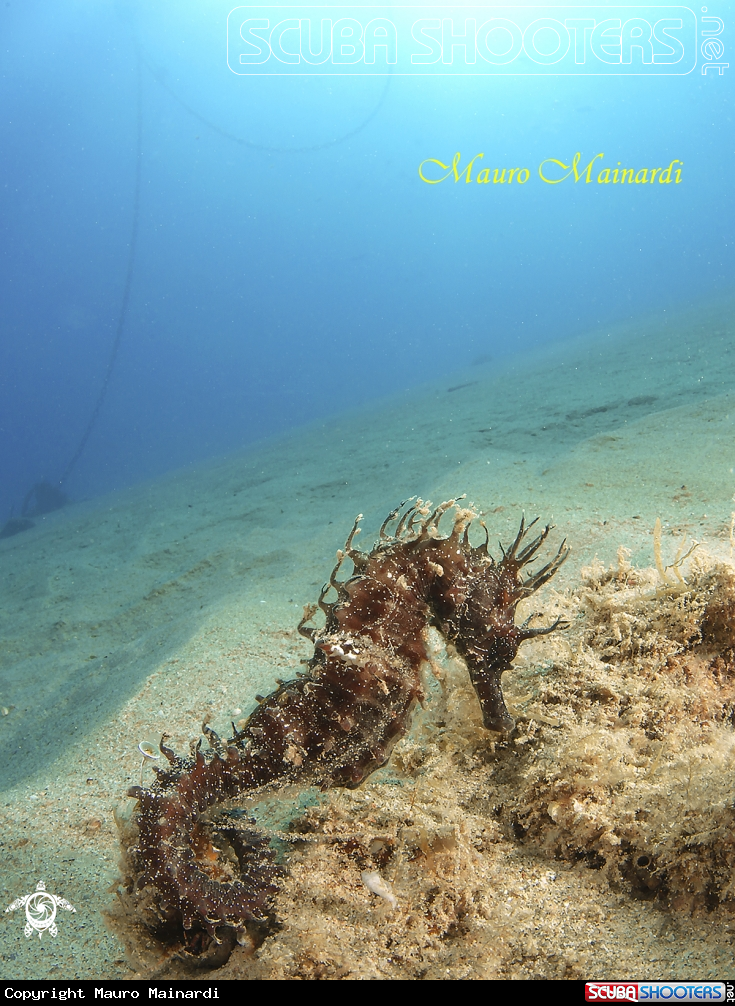 A Seahorse