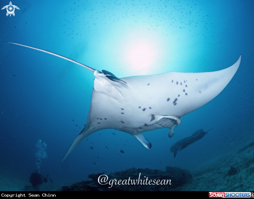 A Manta Ray