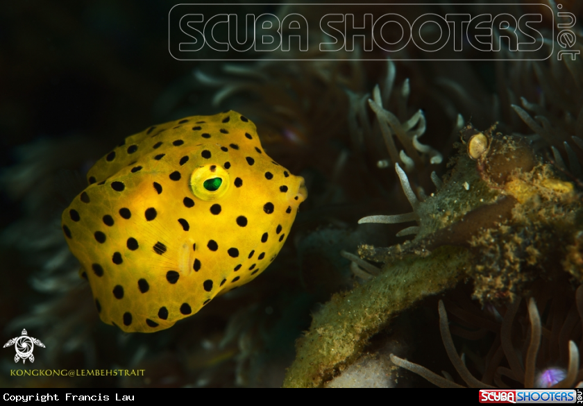 A Yellow Box Fish
