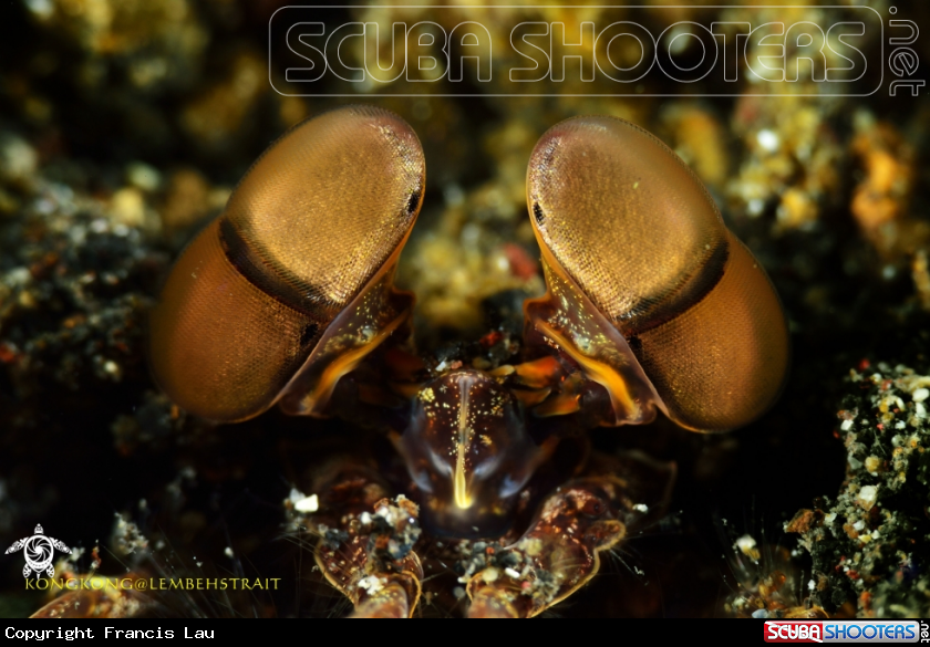 A Mantis Shrimp
