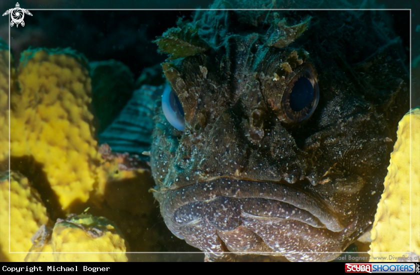 A underwater creature