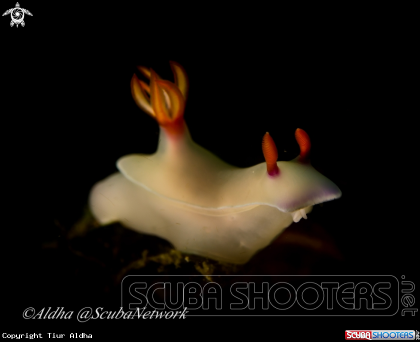 A Nudibranch
