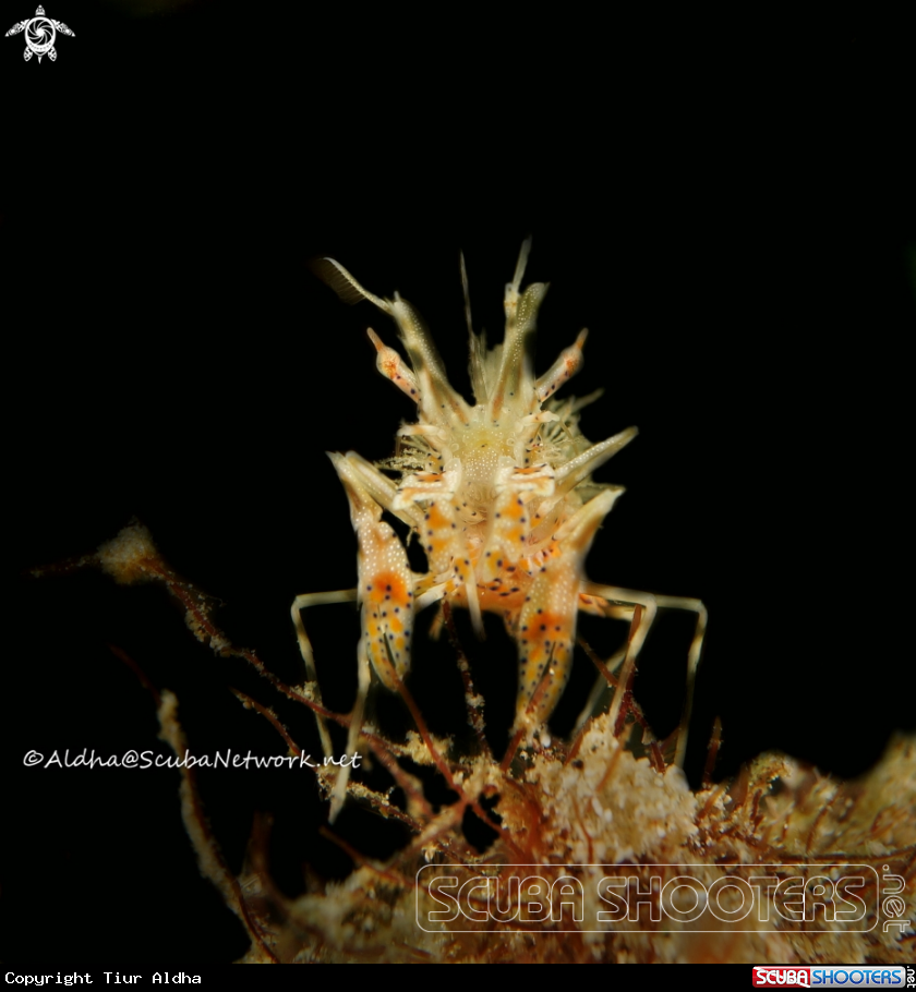 A Tiger Shrimp