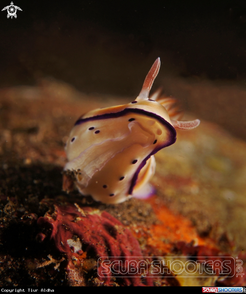 A Nudibranch