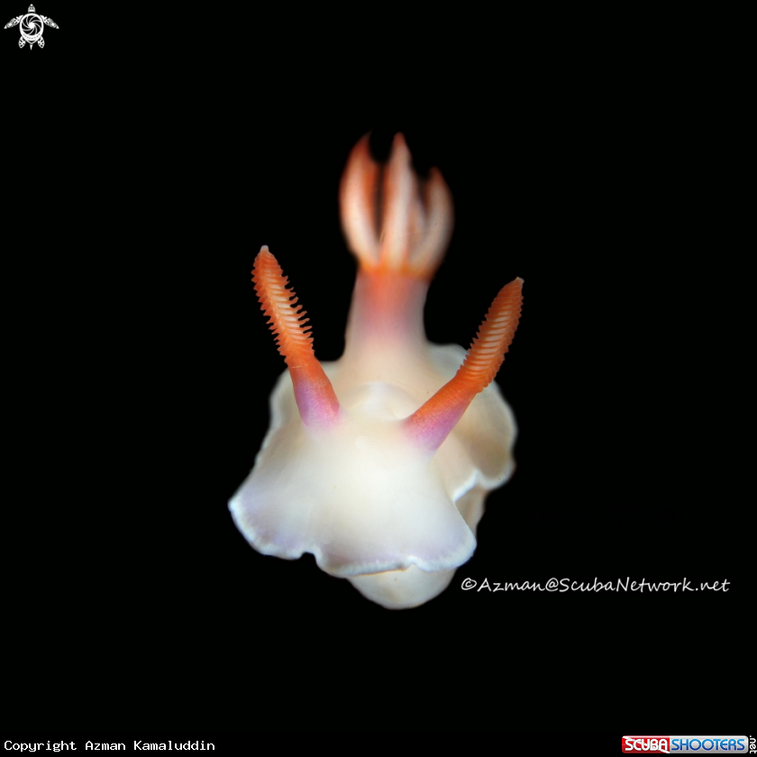 A Nudibranch