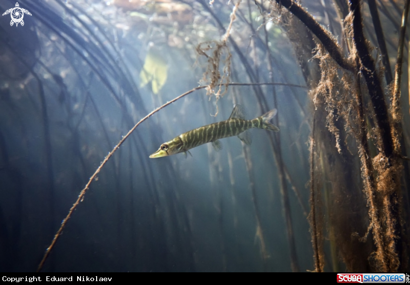 A underwater creature