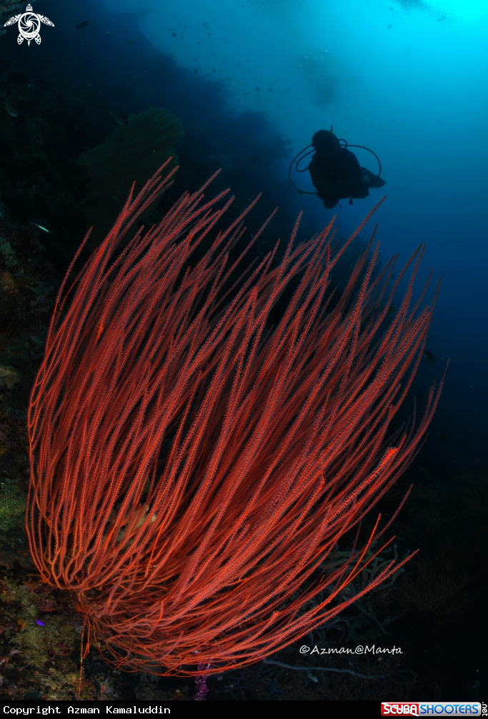 A Red Coral
