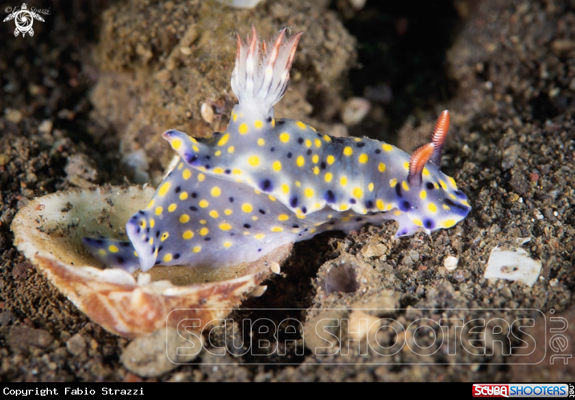 A Hypselodoris infucata