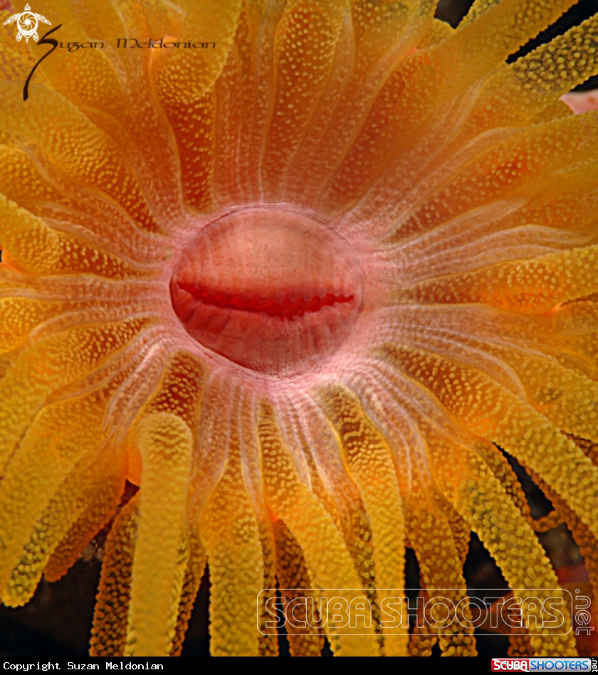 A Anemone