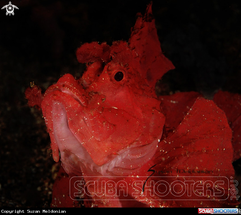 A Weedy Scorpionfish