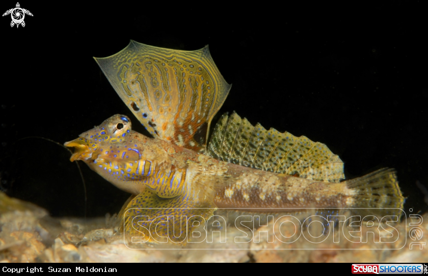A Lancer's Dragonet