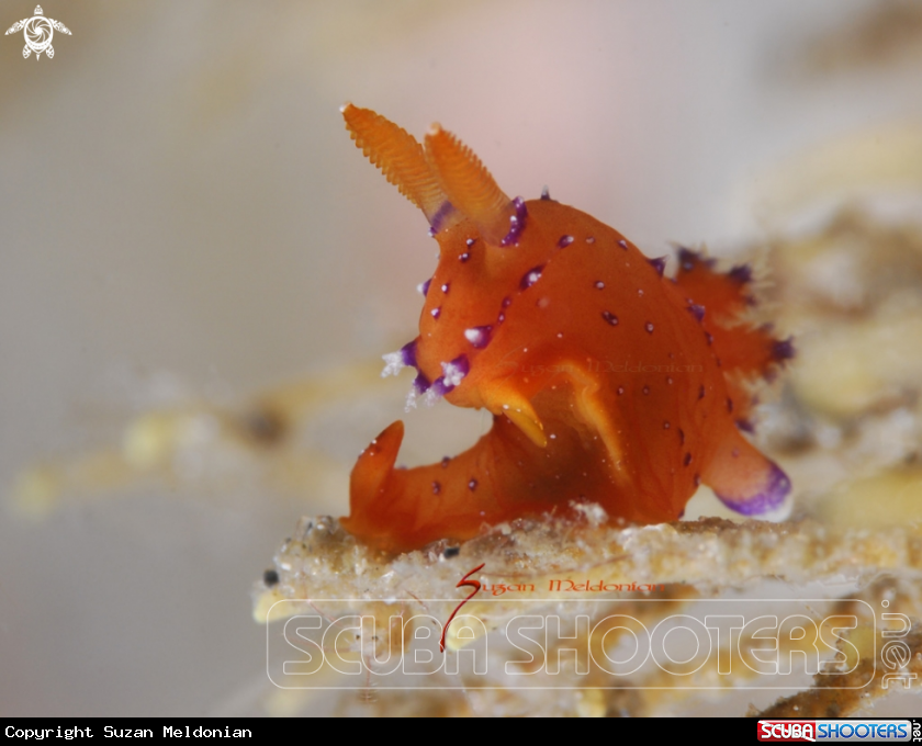 A Lucayan Plocamorpherus