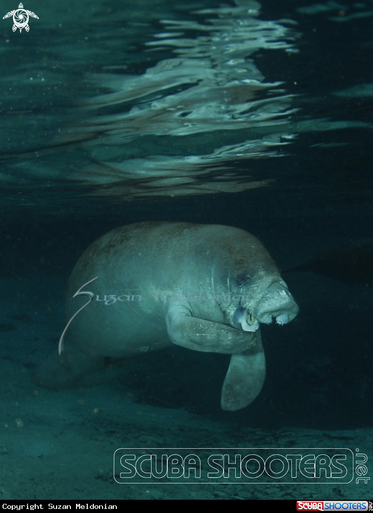 A Manatee