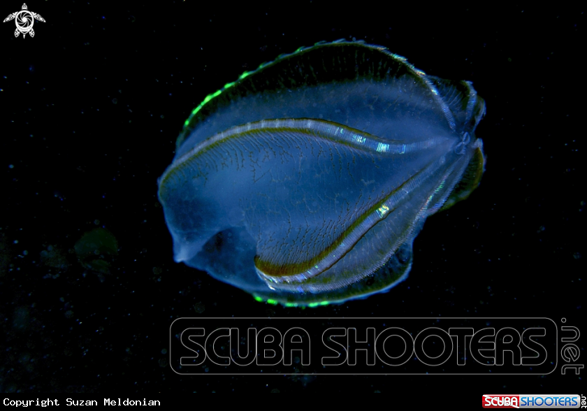 A Sea Walnut,Comb Jelly