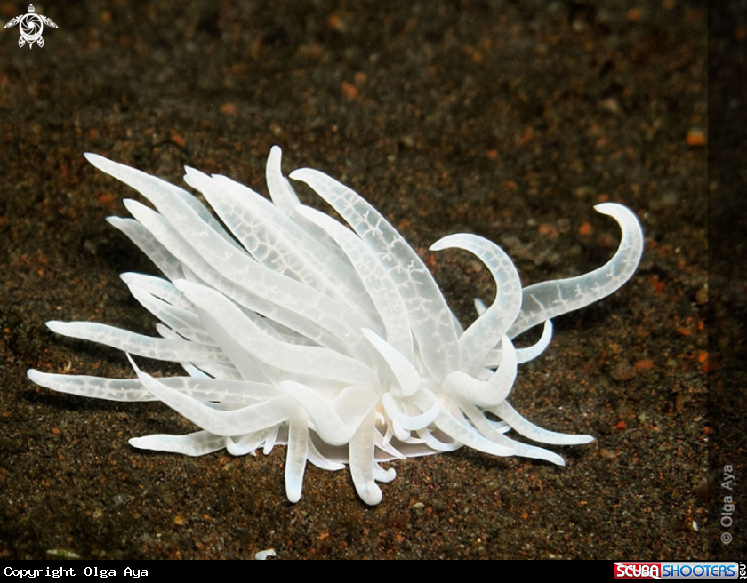 A Phyllodesmium iriomotense