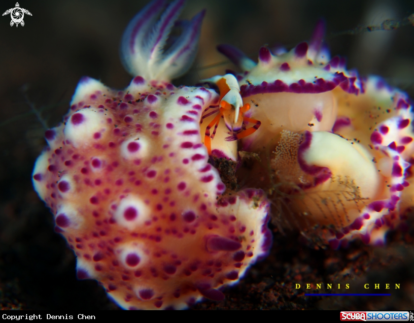 A Mexichromis Multituberculata with Eggs &  Emporeror Shrimp Periclimenes Imperator
