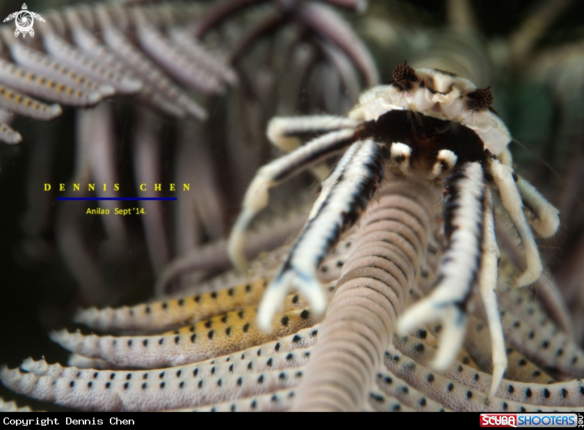 A Allogalathea elegans Feather Star Squat Lobster