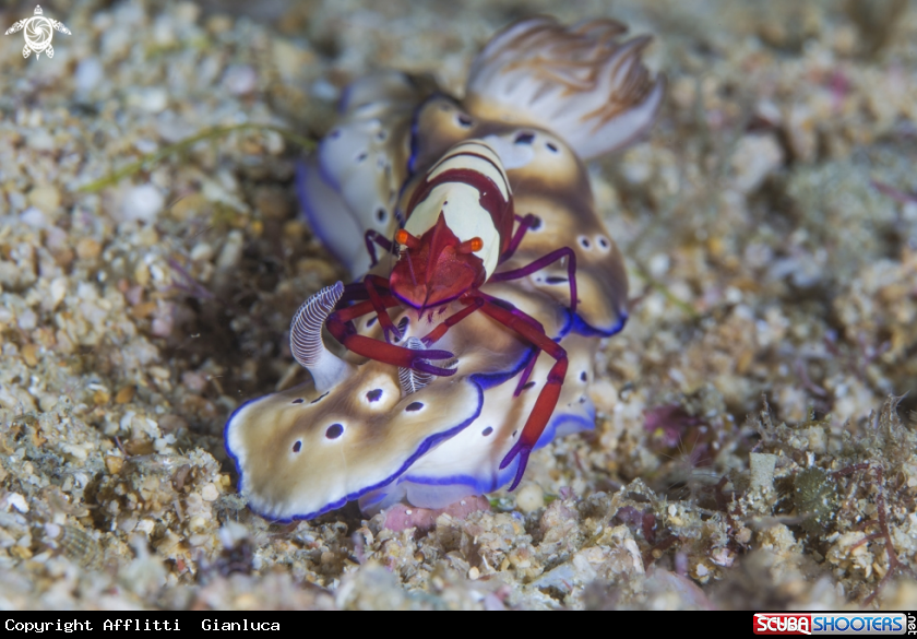 A periclimenes imperator e nudibranco