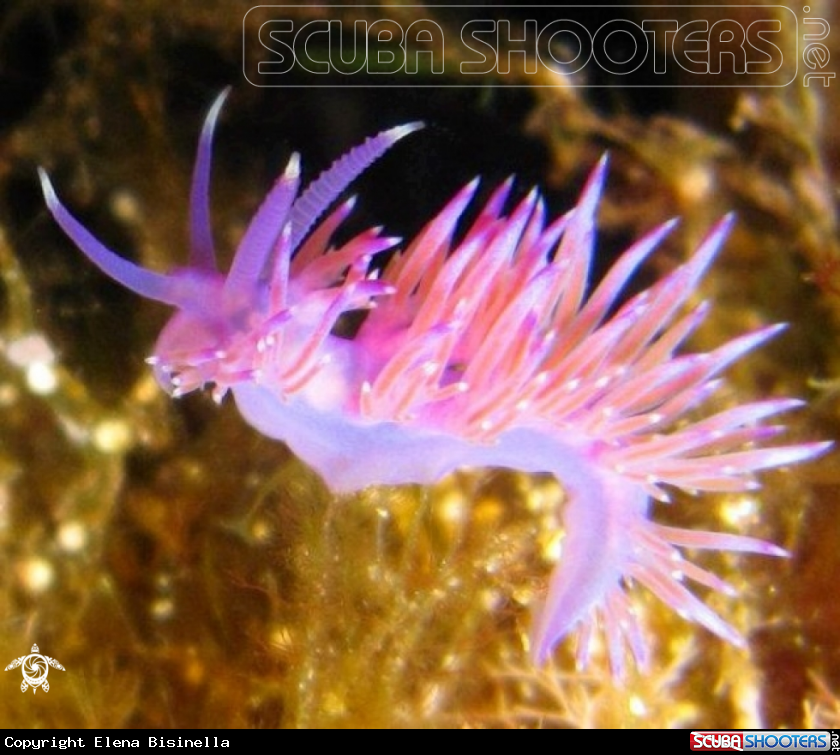 A Flabellina