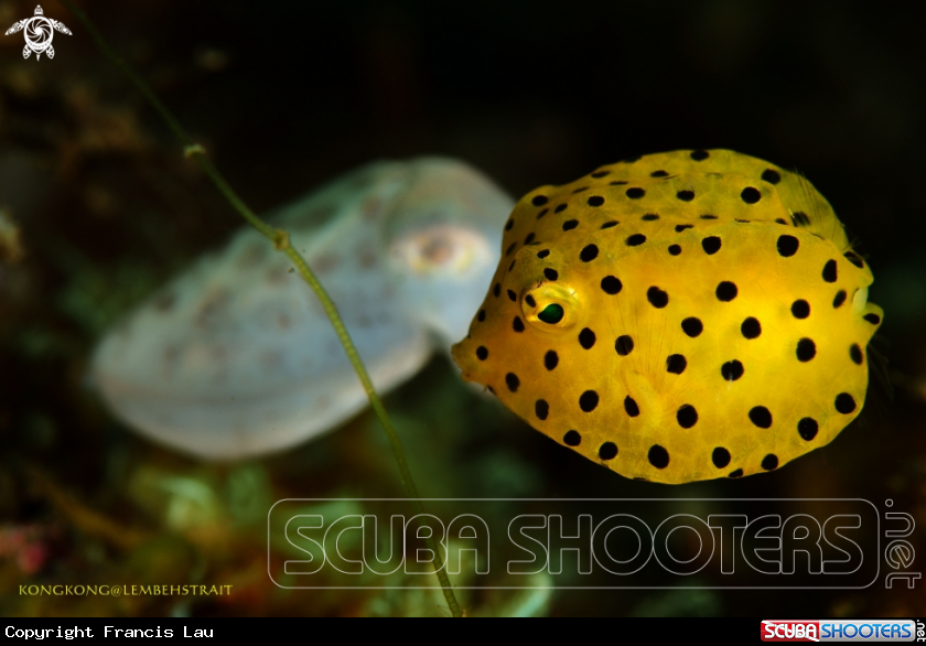 A Box Fish and pygme cuttlefish
