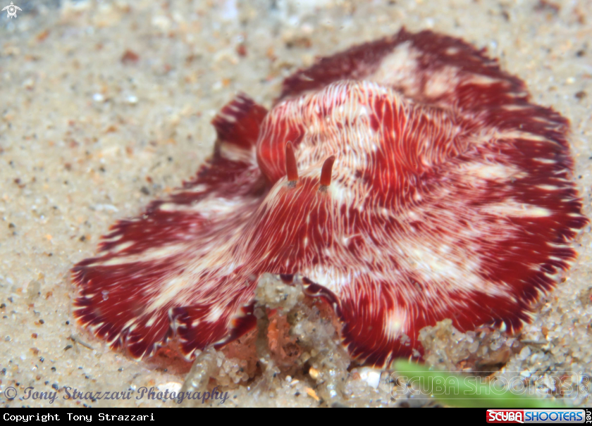 A White-lined flatworm
