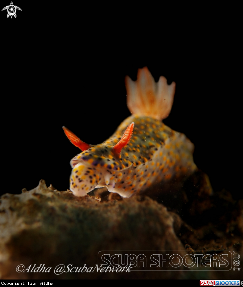 A Nudibranch
