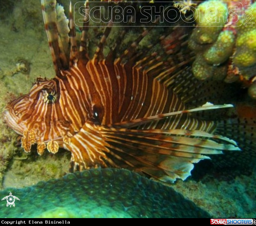 A Lion fish
