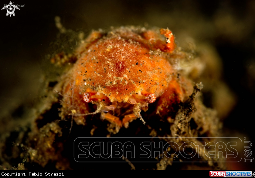 A Crab