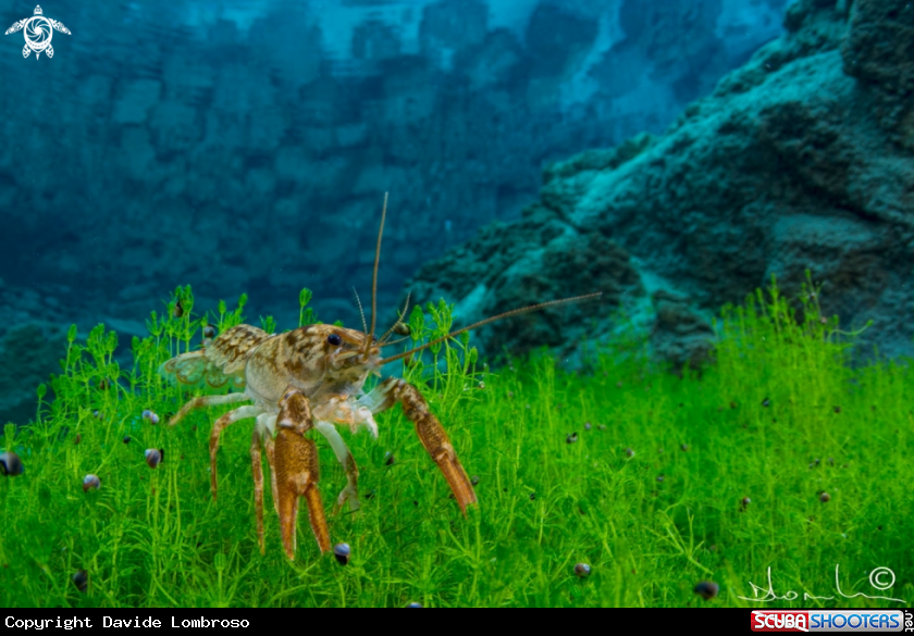 A shrimps
