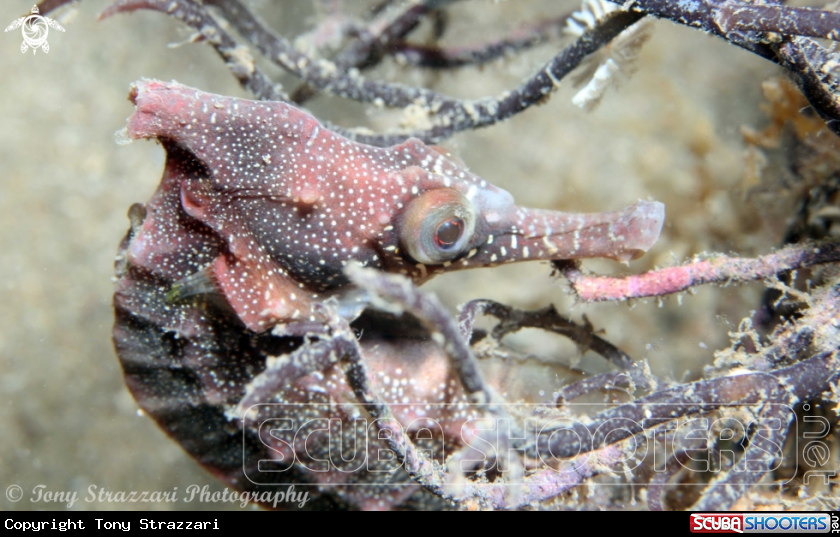 A White's seahorse