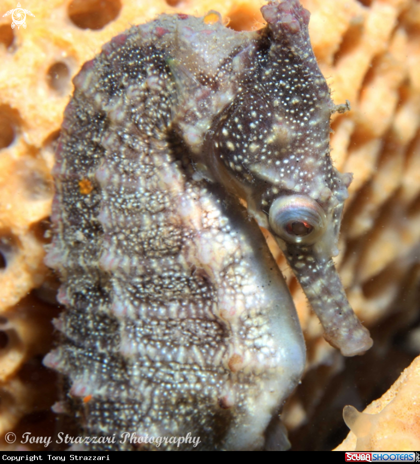 A White's seahorse