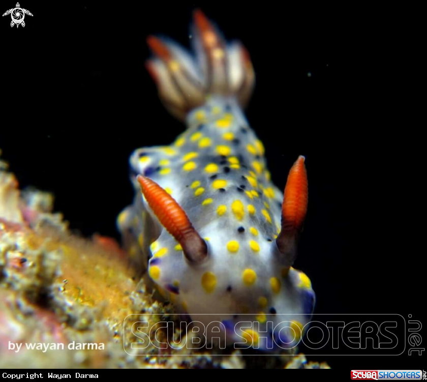 A hypselodoris infucata 