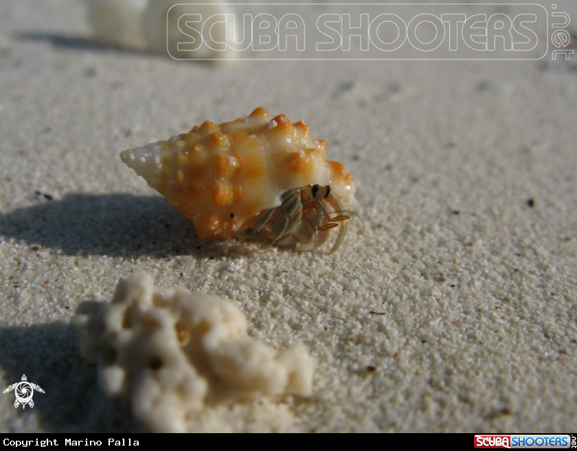 A hermit crab