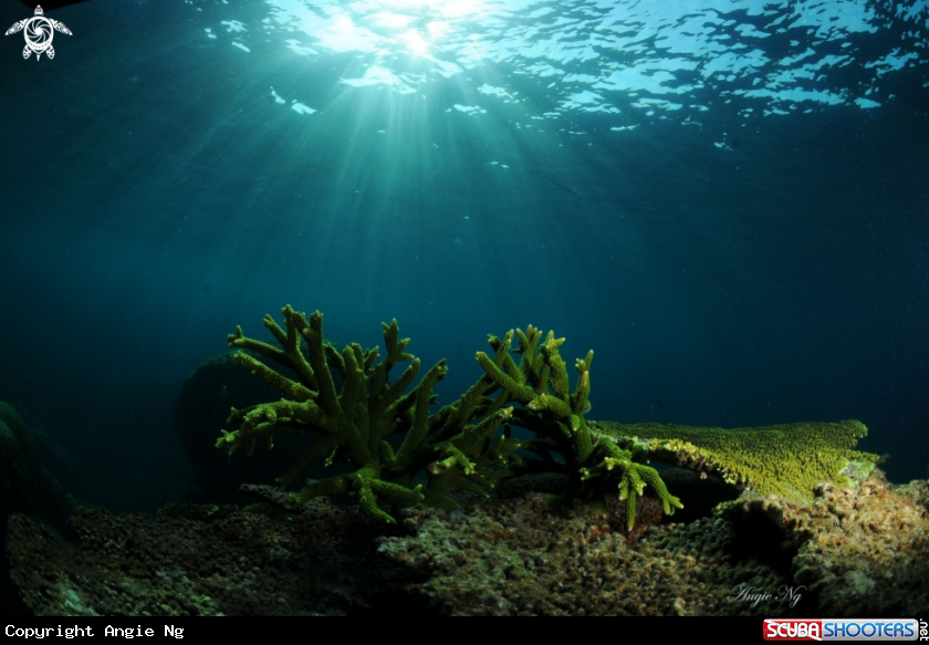 A Coral