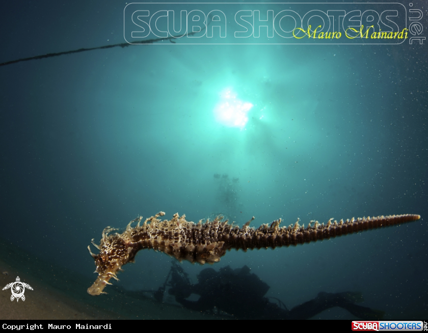 A Seahorse