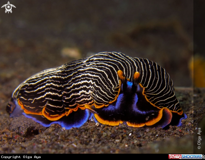 A Armina sp.