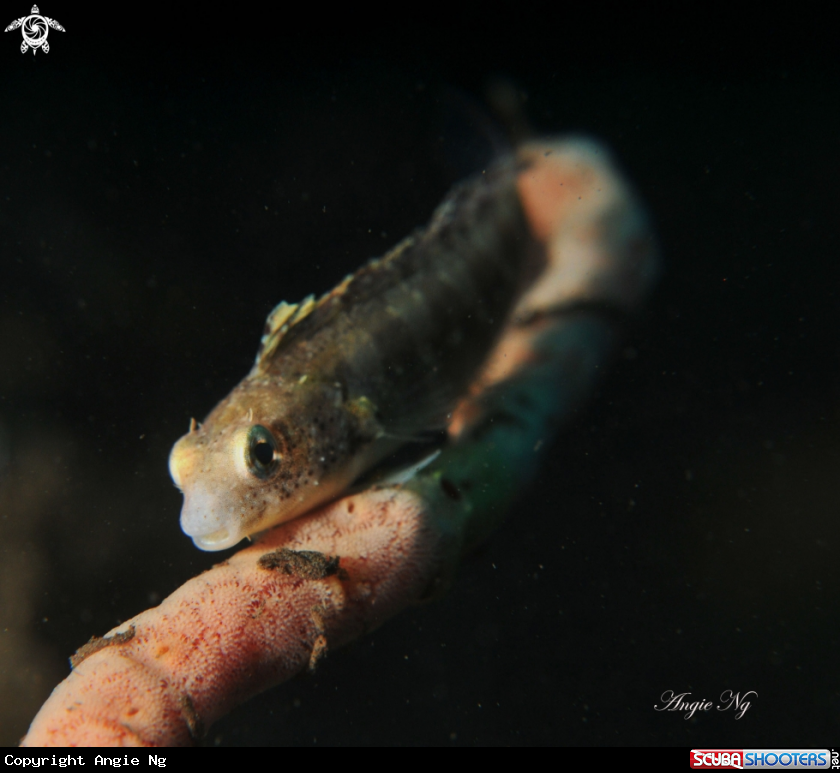 A Goby