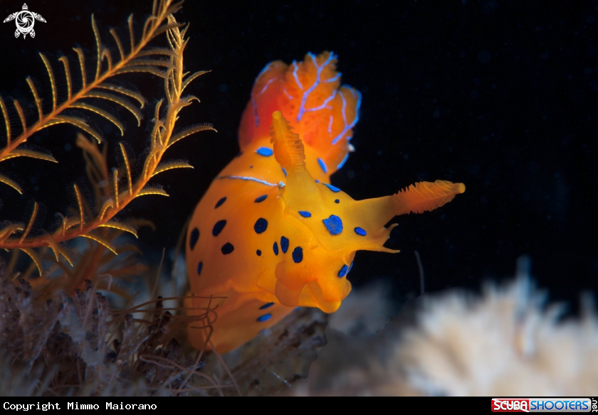 A Polycera