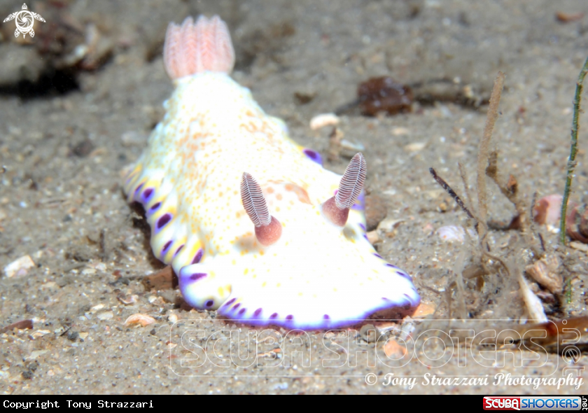 A Gold-Spotted Chromodorid