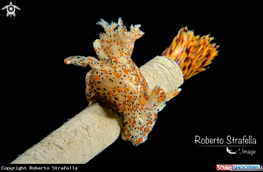 A Nudibranch on spirograph