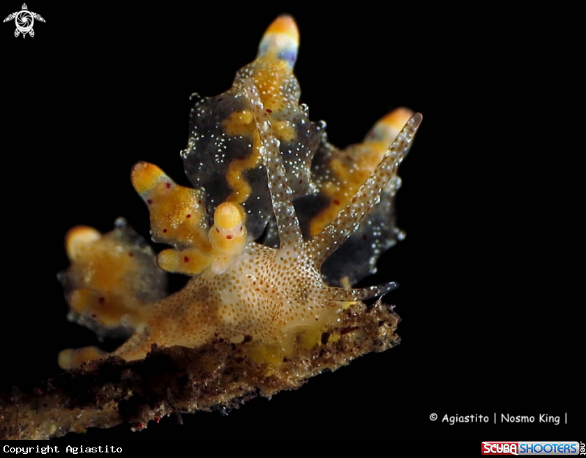 A Eubranchus mandapamesis