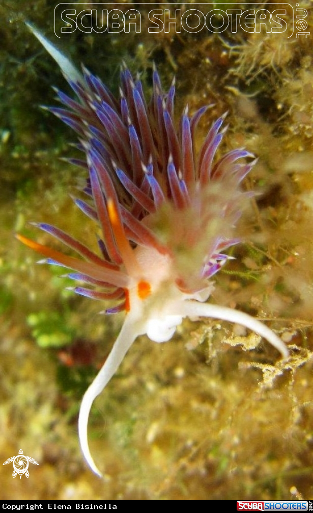 A underwater creature