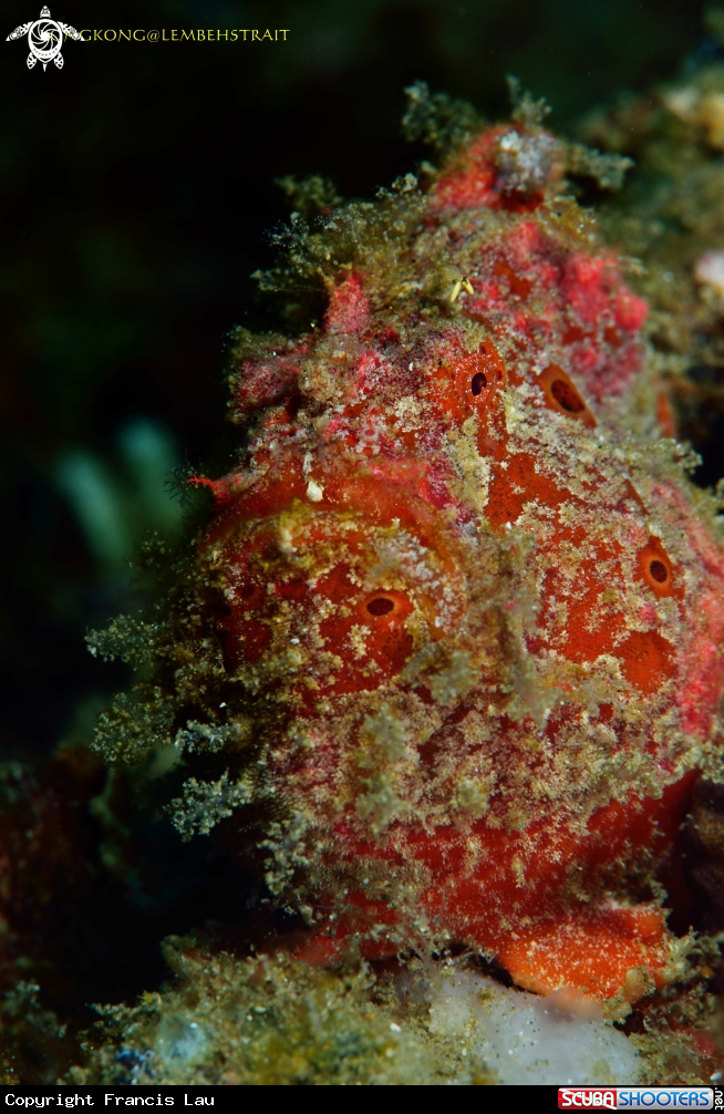 A Frogfish
