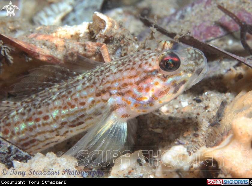 A Sloth goby