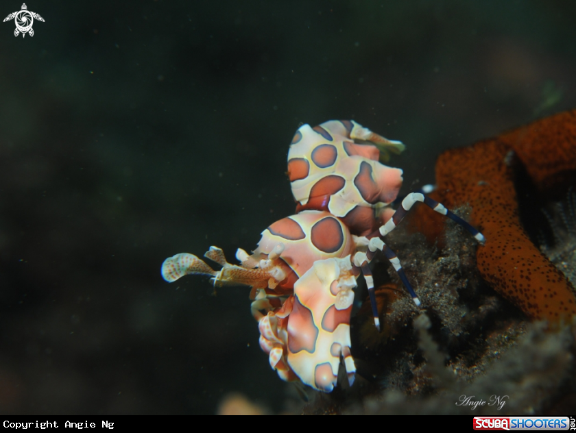 A Harlequin Shrimp