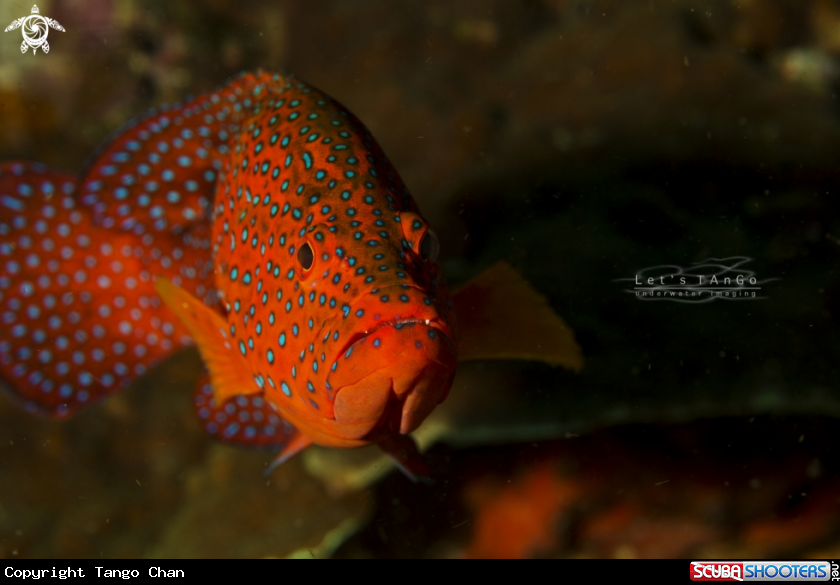 A Coral Grouper