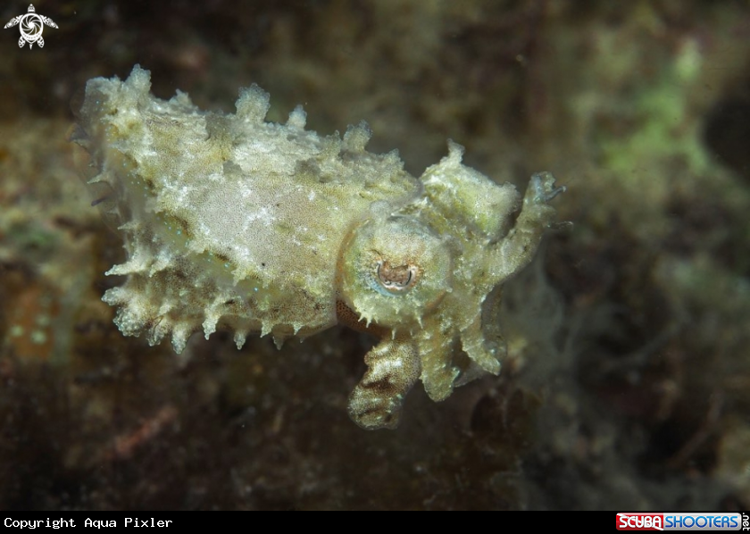 A Pigmy Cuttle Fish
