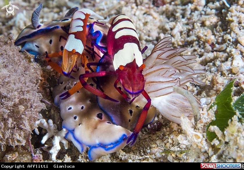 A nudibranco con imperator