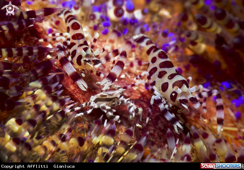 A coleman shrimps and zebra crab