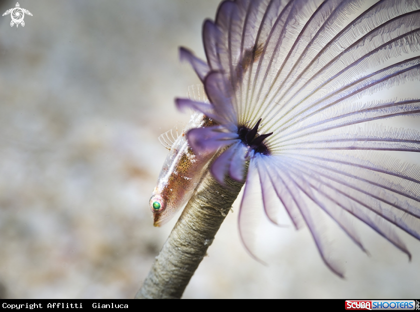 A coral fish end spirografo